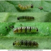 bol euphrosyne larva1 volg